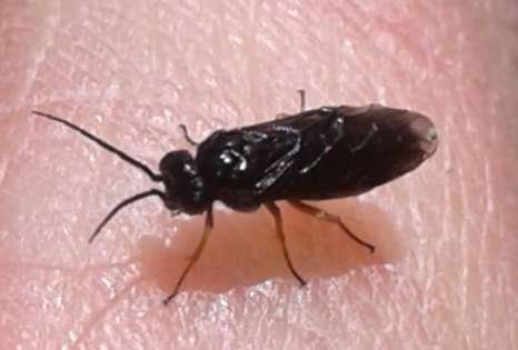 Tenthredinidae da ID: prob. Dulophanes morio